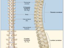 معلومات عن العمود الفقري